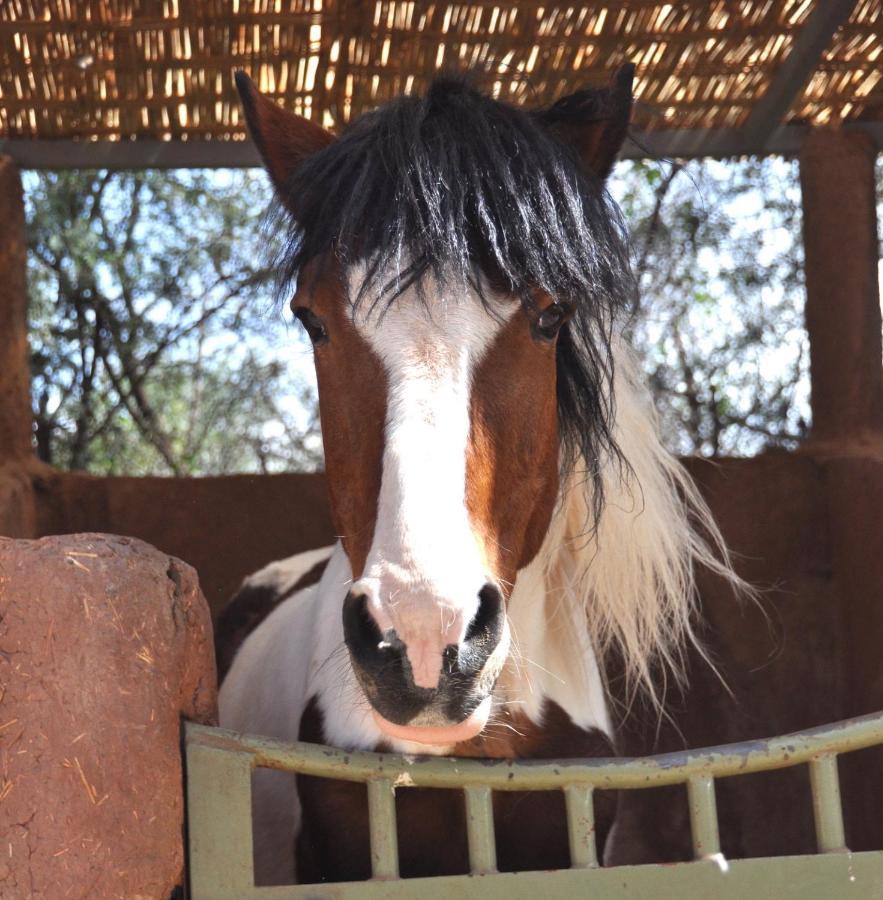 La Vie En Rose - Horses & Dogs House Bed & Breakfast Aït Hamid Eksteriør bilde