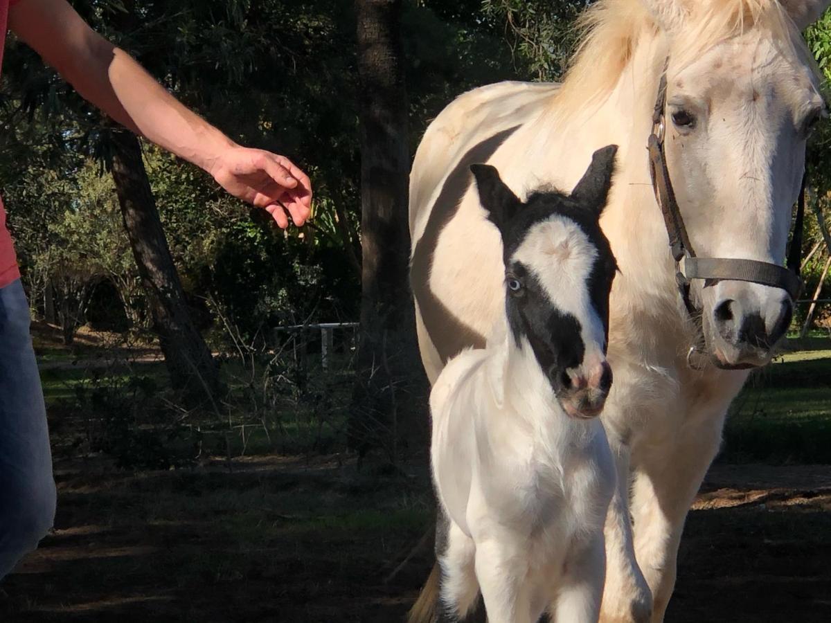 La Vie En Rose - Horses & Dogs House Bed & Breakfast Aït Hamid Eksteriør bilde