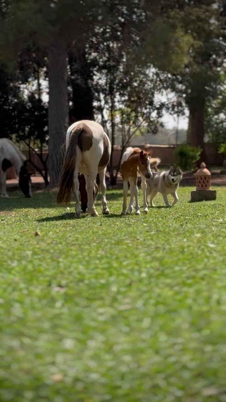 La Vie En Rose - Horses & Dogs House Bed & Breakfast Aït Hamid Eksteriør bilde